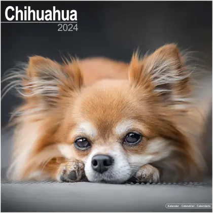 Chihuahua voor
