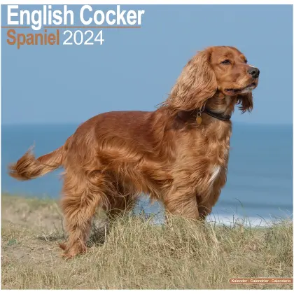 English Cocker Spaniel voor