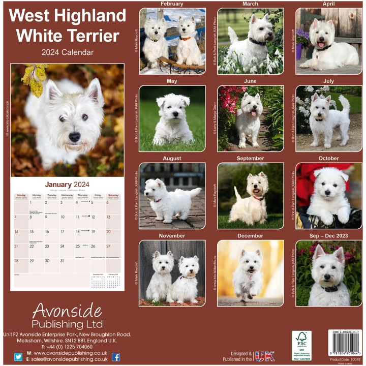 West Highland Terrier achter