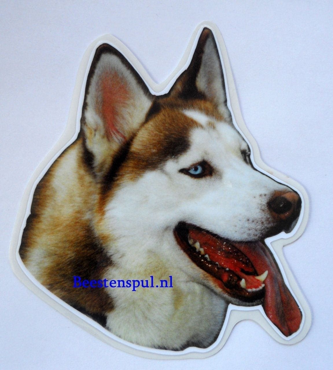Siberian Husky sticker 08