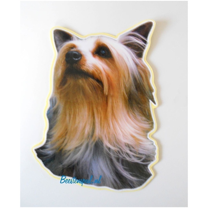 Silky Terrier Sticker 03