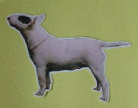 Bull Terrier sticker 07