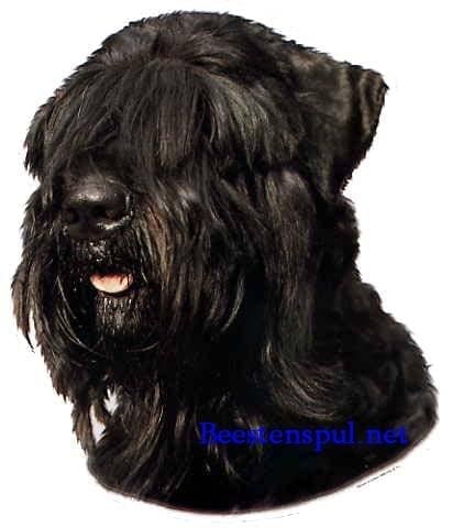 Russische Zwarte Terrier sticker 01