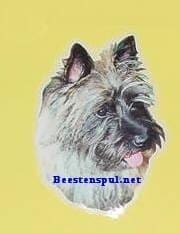 Cairn Terrier sticker 04