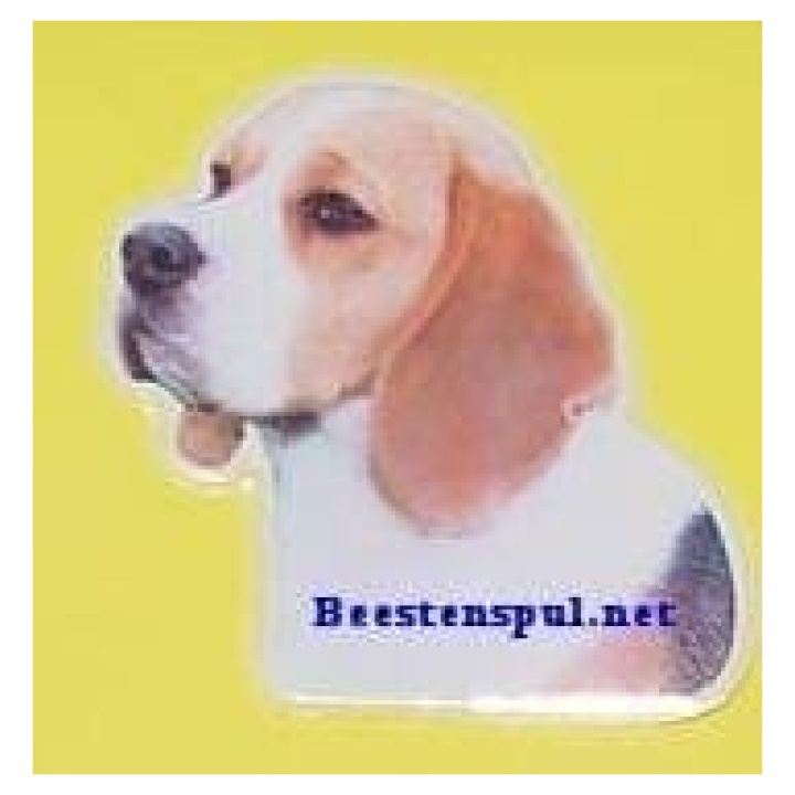 Beagle sticker 04