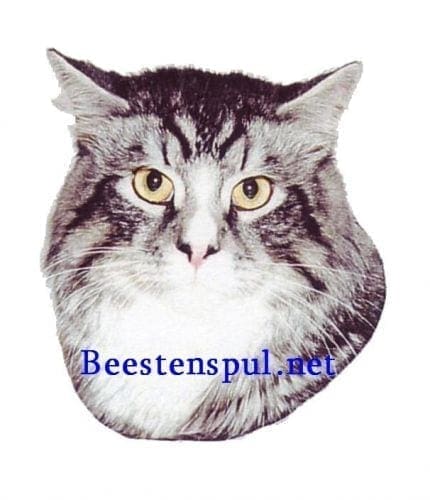 Sticker - Siberische Boskat 1 Siberische BosKat sticker 01