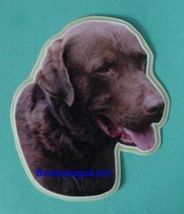 Labrador Chocolate sticker 08
