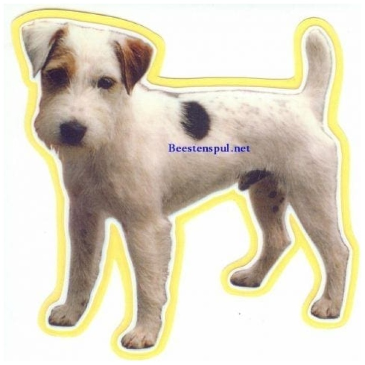 Jack Russell Terrier sticker 13