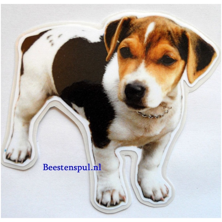 Jack Russell Terrier sticker 16
