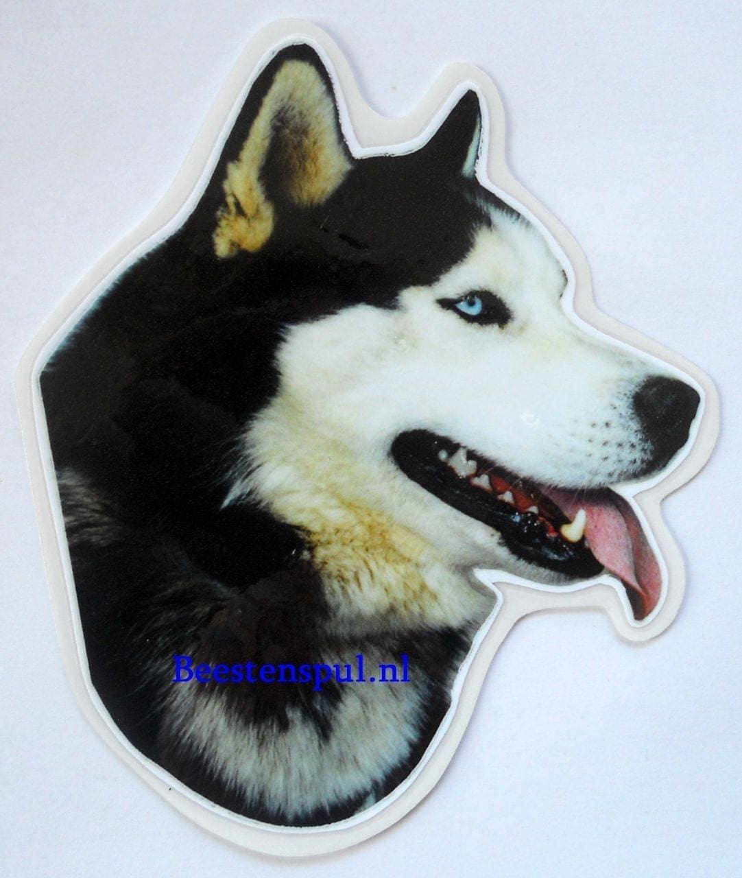 Siberian Husky sticker 09