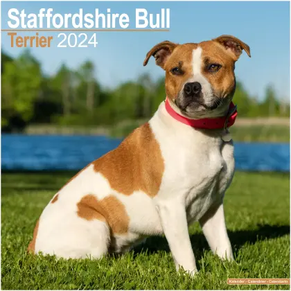 Staffordshire Bull Terrier voor