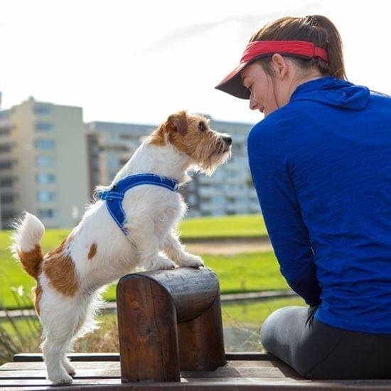 Rogz for Dogz - Tuig - Fast Fit 5 Rogz for Dogz - Tuig - Fast Fit - Afbeelding 5