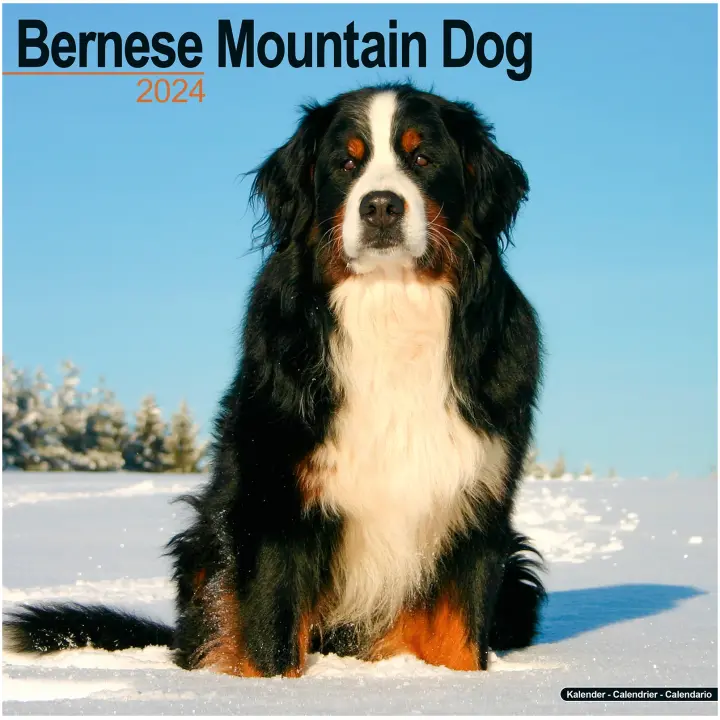 Bernese Mountain Dog voor