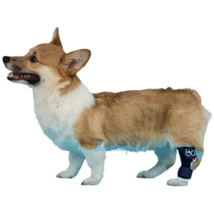 Balto - Brace Hiel (Hock)