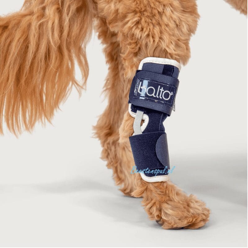 Balto - Brace Hiel (Hock) 4 Balto - Brace Hiel (Hock) - Afbeelding 4
