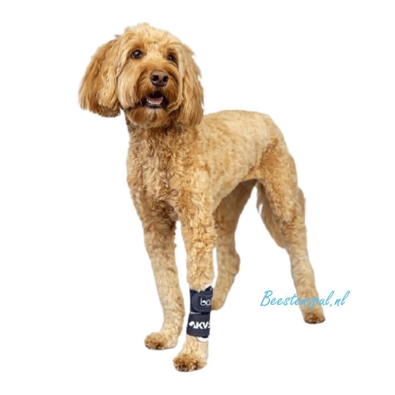 Balto - Brace Pols (Joint) 1 Balto - Brace Pols (Joint)
