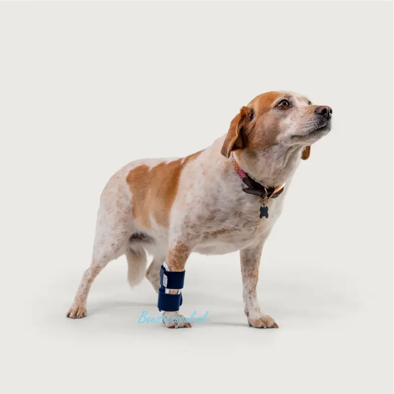 Balto - Brace Pols (Joint) 4 Balto - Brace Pols (Joint) - Afbeelding 4