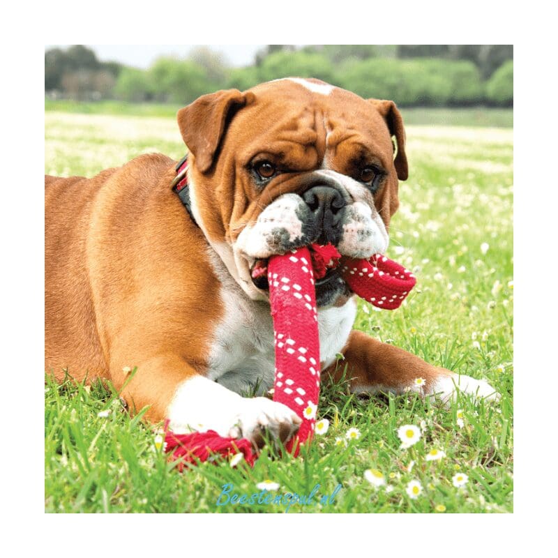 Rogz for Dogz - Scrubz 2 Rogz for Dogz - Scrubz - Afbeelding 2