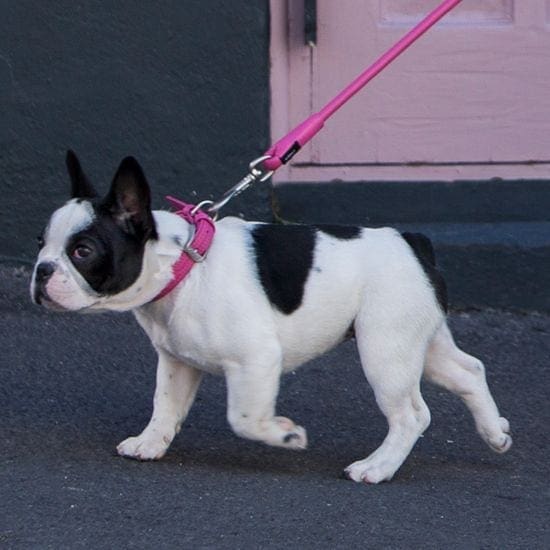 Rogz for Dogz - Halsband - Leder 3 Rogz for Dogz - Halsband - Leder - Afbeelding 3