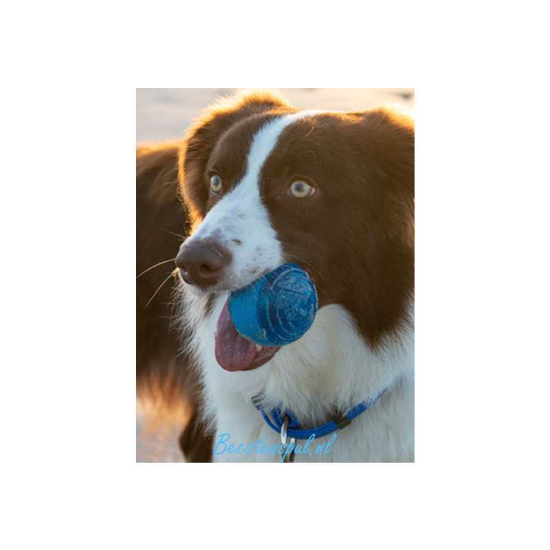 Rogz for Dogz - Squeekz 2 Rogz for Dogz -  Squeekz - Afbeelding 2