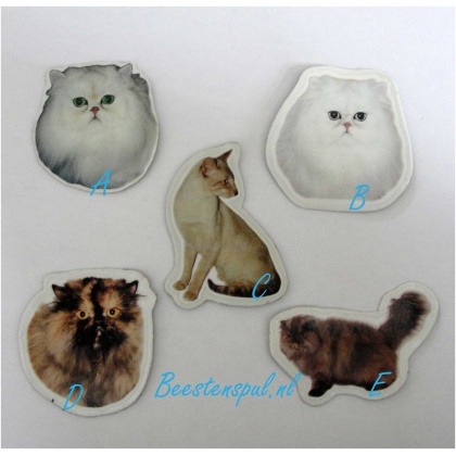 Magneetje - Kat