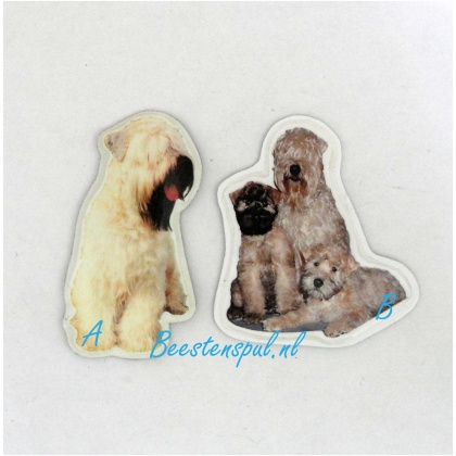Magneetje - Softcoated Wheaten Terrier