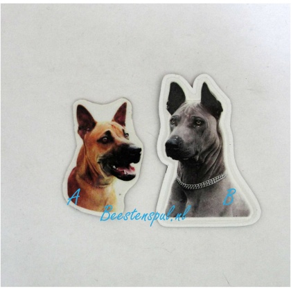 Magneetje - Thai Ridgeback
