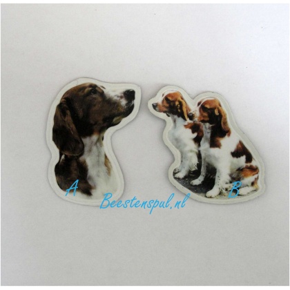 Magneetje - Welsh Springer