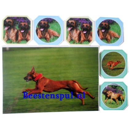 Onderzetter Set - Rhodesian Ridgeback