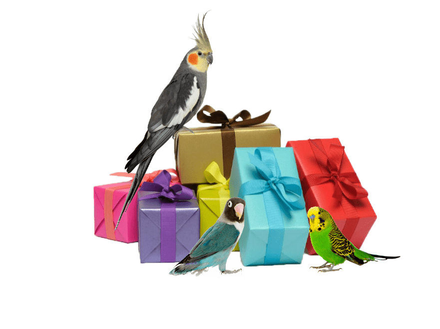 Vogel - Geschenkartikelen