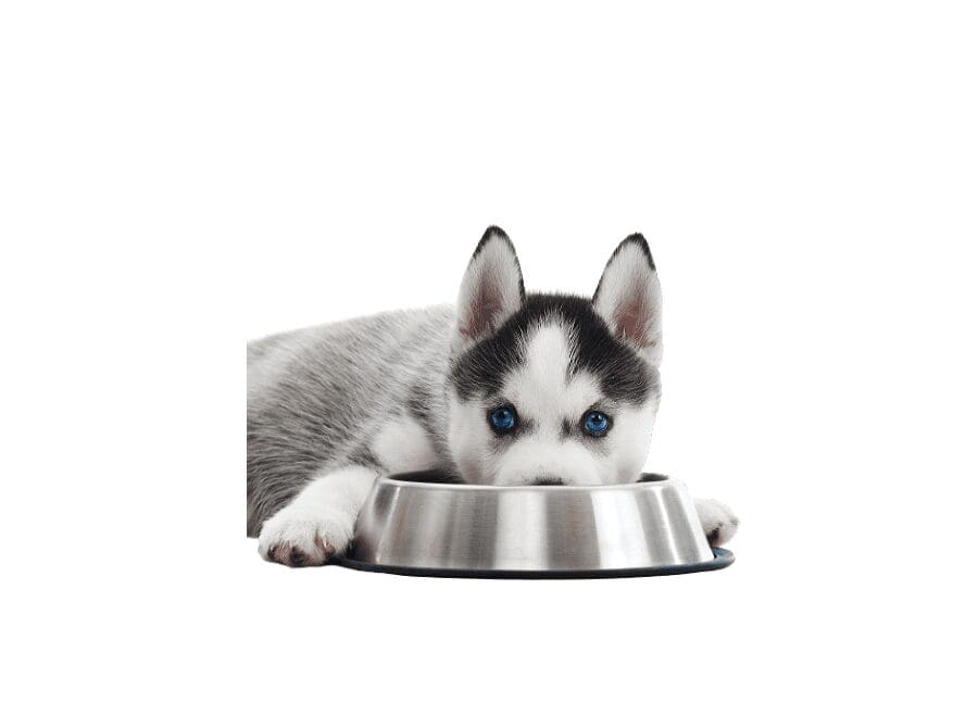 Hond - Drink- en Voerbakken