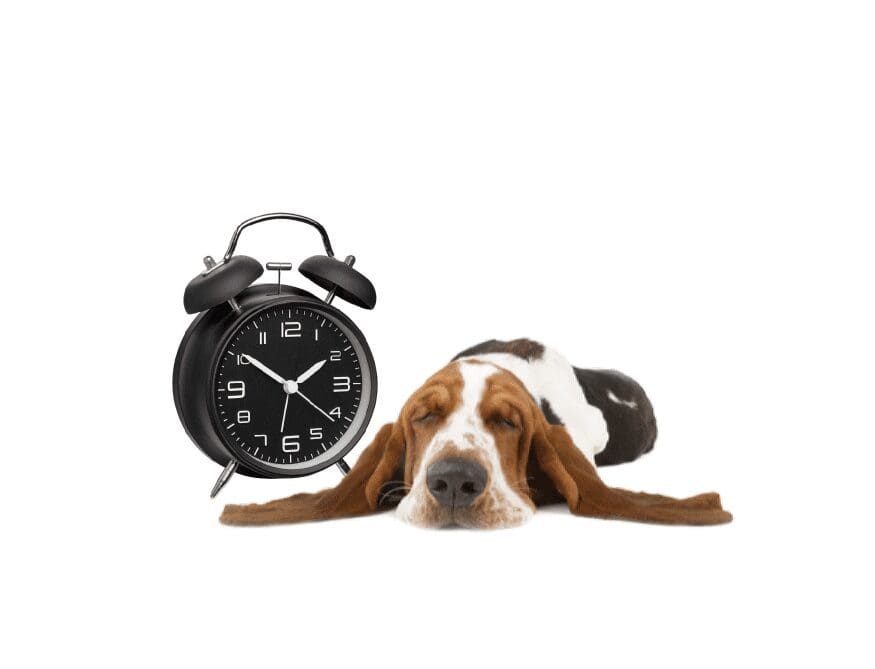 Hond - Manden, Kussens en Benches