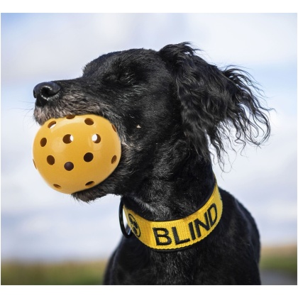 Trixie - Gatenbal (voor Blinde Honden)