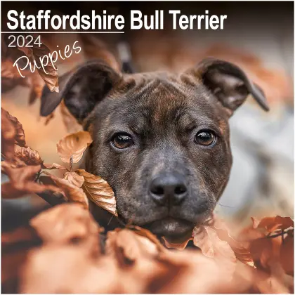 Staffordshire Bull Terrier PUPPIES voor