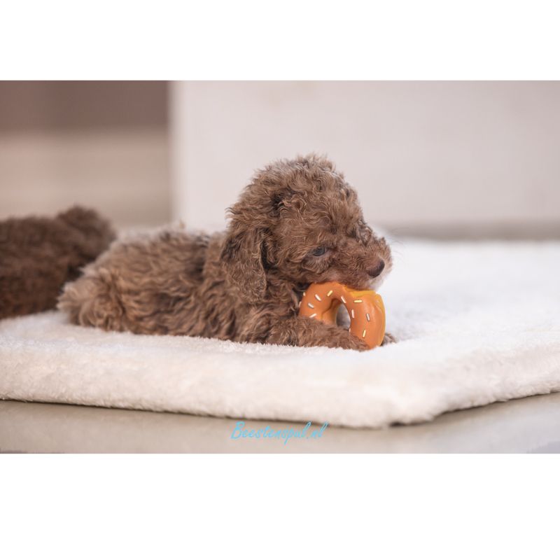 Beeztees - Puppy Donut Jum 9 Beeztees - Puppy Donut Jum - Afbeelding 9