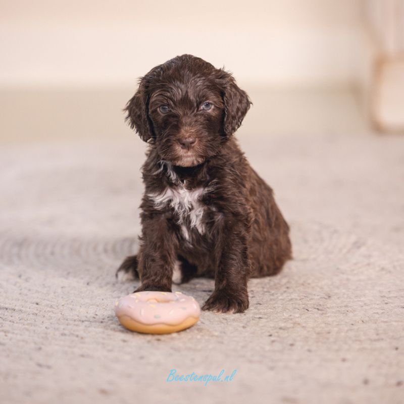 Beeztees - Puppy Donut Jum 5 Beeztees - Puppy Donut Jum - Afbeelding 5