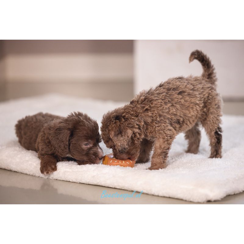 Beeztees - Puppy Donut Jum 3 Beeztees - Puppy Donut Jum - Afbeelding 3