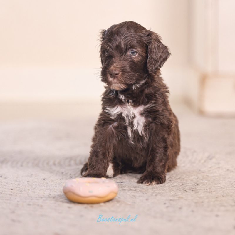 Beeztees - Puppy Donut Jum 4 Beeztees - Puppy Donut Jum - Afbeelding 4