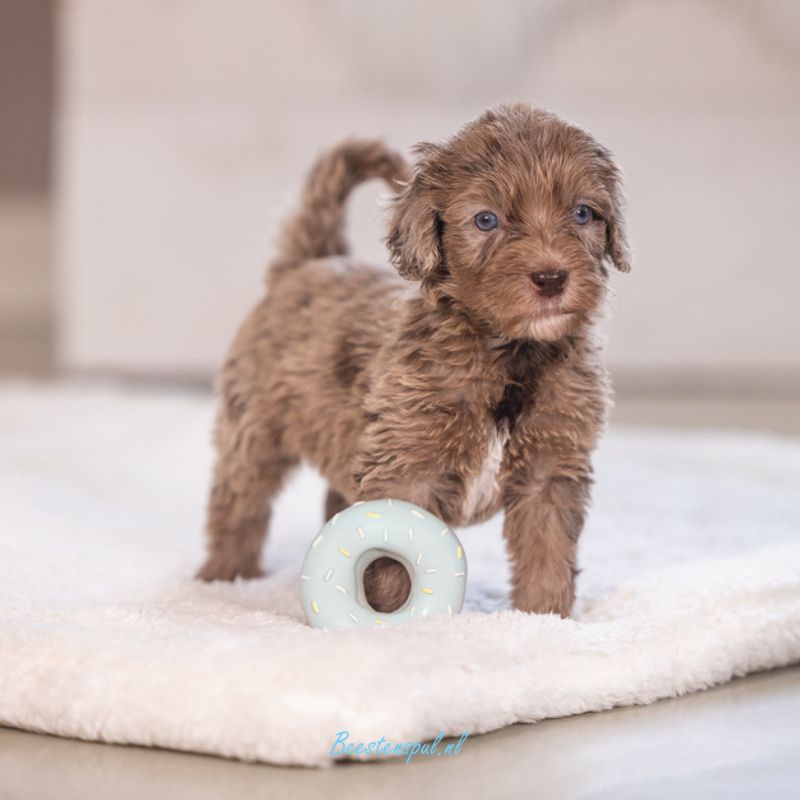Beeztees - Puppy Donut Jum 6 Beeztees - Puppy Donut Jum - Afbeelding 6