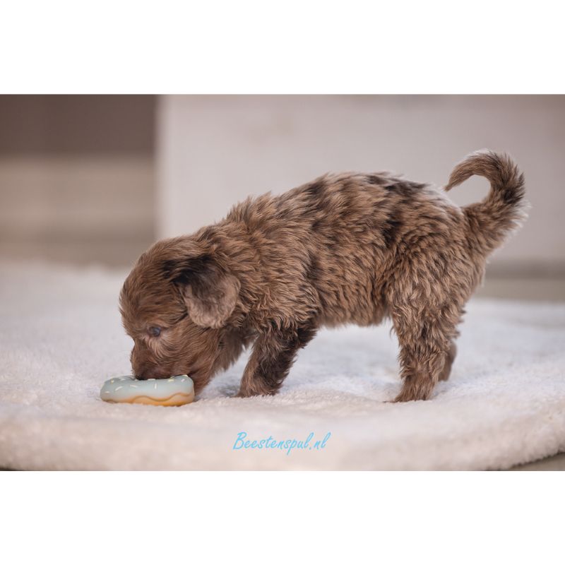 Beeztees - Puppy Donut Jum 8 Beeztees - Puppy Donut Jum - Afbeelding 8