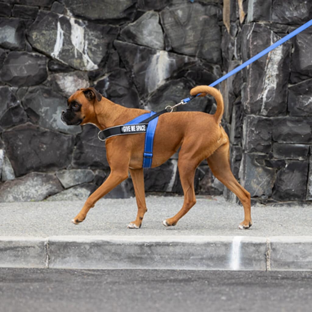 Rogz for Dogz - Tuig - Letzgo 2 Rogz for Dogz - Tuig - Letzgo - Afbeelding 2