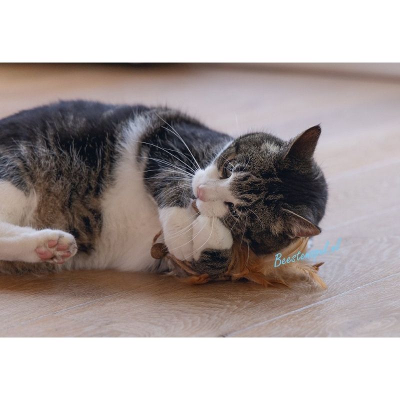 Beeztees - Matatabi/Catnip - Speelgoed 3 Beeztees - Matatabi/Catnip - Speelgoed - Afbeelding 3