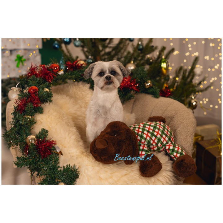 Beeztees - Kerstknuffel XL - Arrow & Comet - Afbeelding 3
