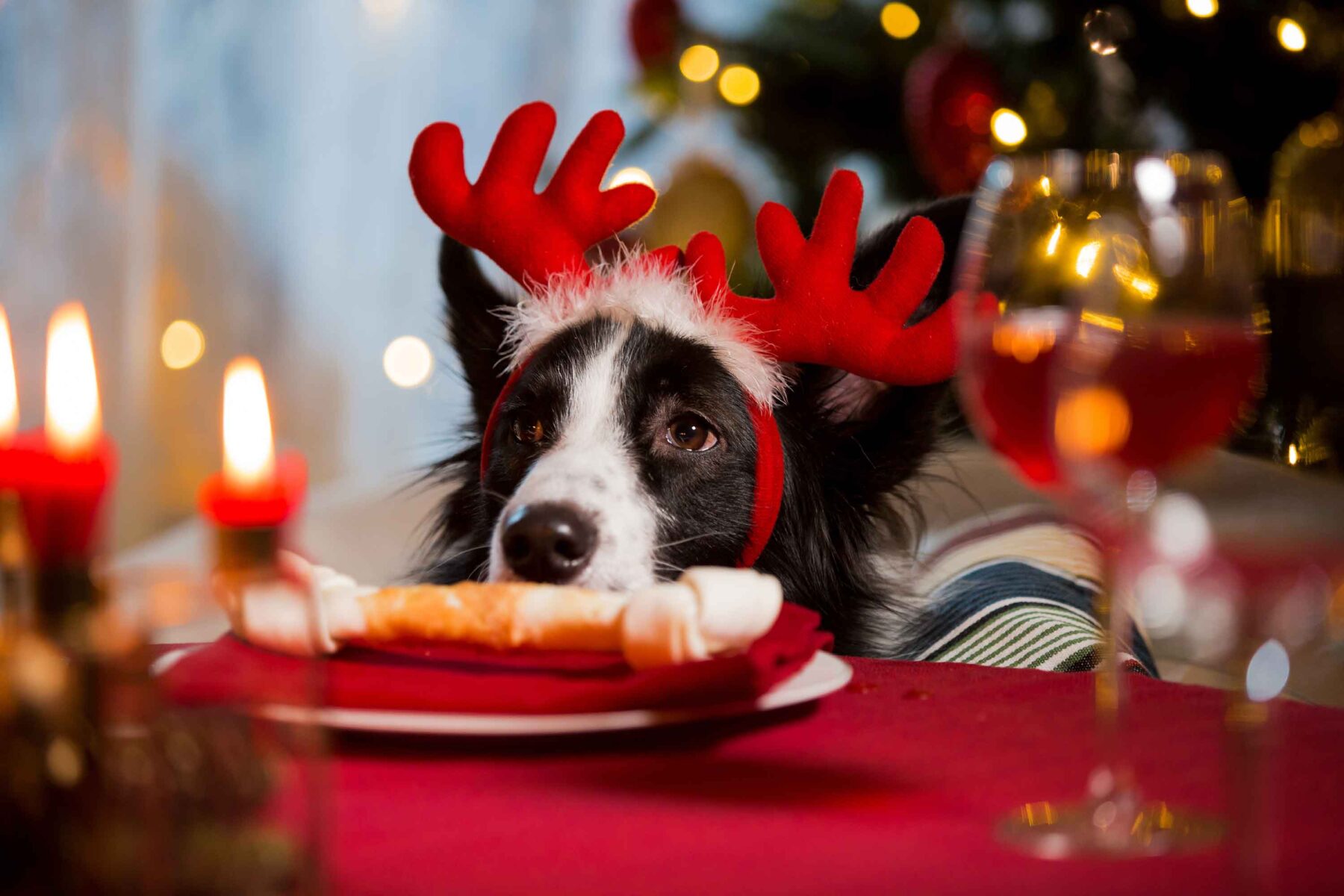 Home 1 hond kerst iStock 1283883164 1
