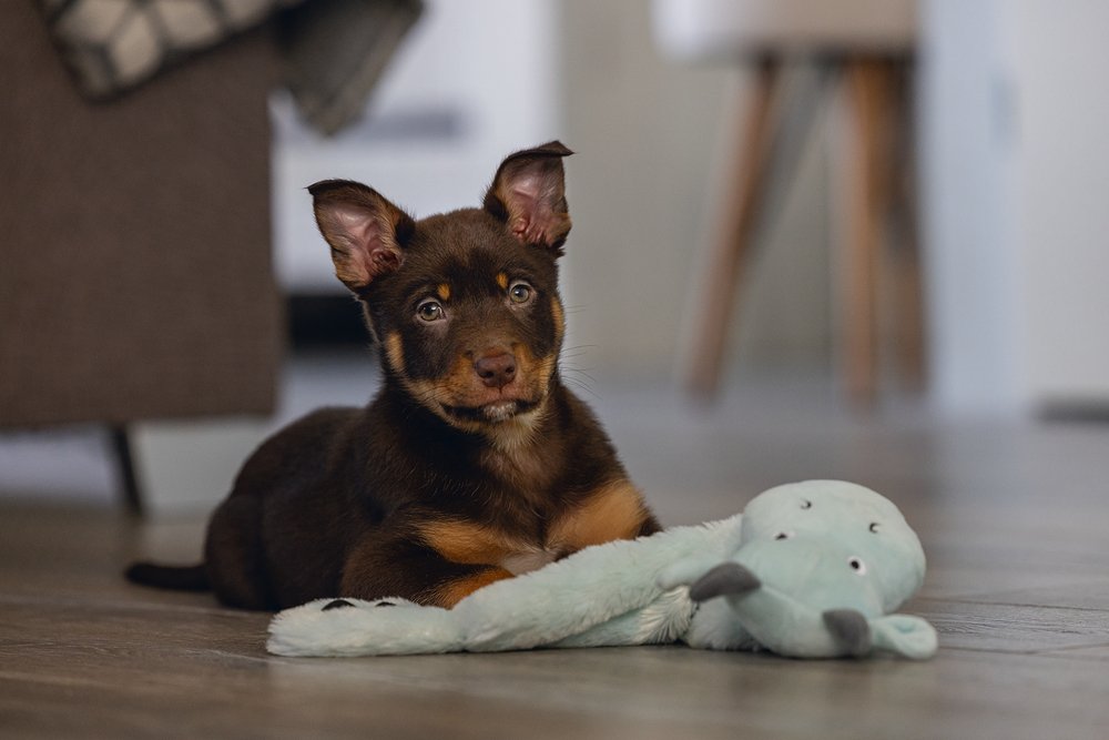 Beeztees - Puppy Flatino - Draak & Flamingo 2 Beeztees - Puppy Flatino - Draak & Flamingo - Afbeelding 2