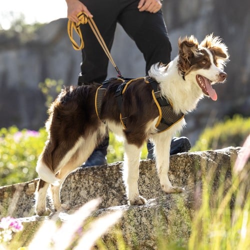 Rogz for Dogz - Adventure Tuig - Air Tech 2 Rogz for Dogz - Adventure Tuig - Air Tech - Afbeelding 2